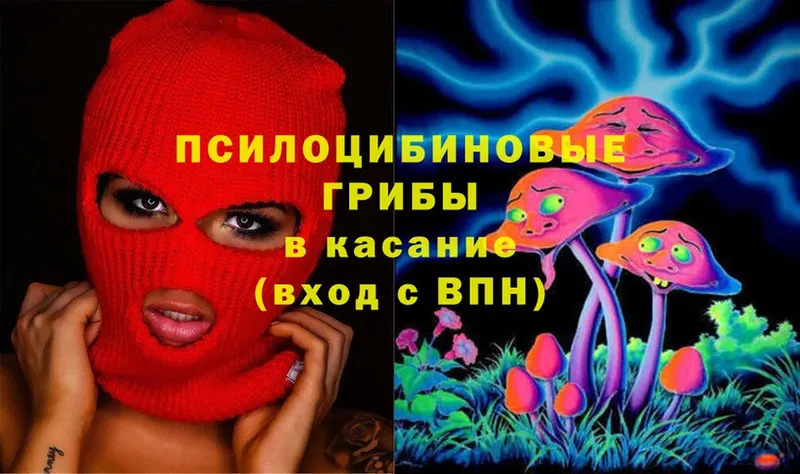 где купить   Кремёнки  Псилоцибиновые грибы Cubensis 